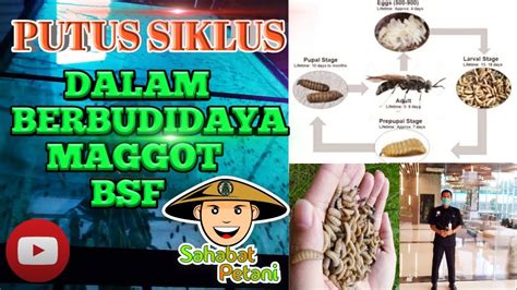 Putus Siklus Dalam Budidaya Maggot Bsf Youtube