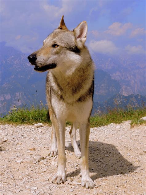 fotos gratis fauna silvestre dormido turismo vertebrado china