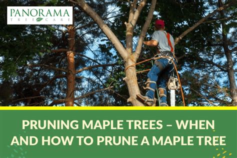 Some Facts About Pruning Maple Trees