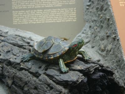 Turtle Shedding (A Complete Guide) - All Turtles