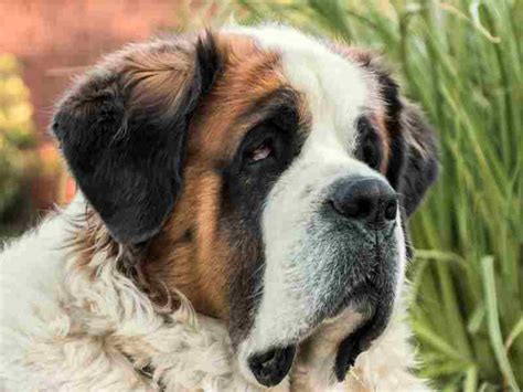 St. Bernard Temperament: A benign giant for the whole family