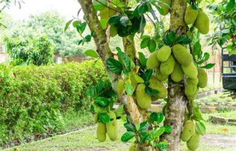 कटहल की खेती कैसे होती है Jackfruit Farming In Hindi