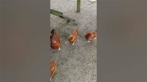 🐔 Hungry Clucks Our Chickens Demand Their Daily Feast 🍽️🐓 Nature