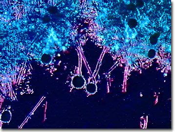 Expresiones Moleculares Science Optics You Olympus Mic D Galer A