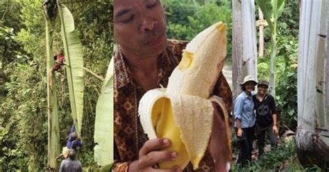 Informasi Unik Pisang Terbesar Di Dunia Tumbuh Di Papua