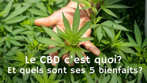 Le Cbd Cest Quoi Et Quels Sont Ses 5 Bienfaits