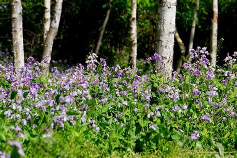 Premium Photo Purple Flowers In Forest