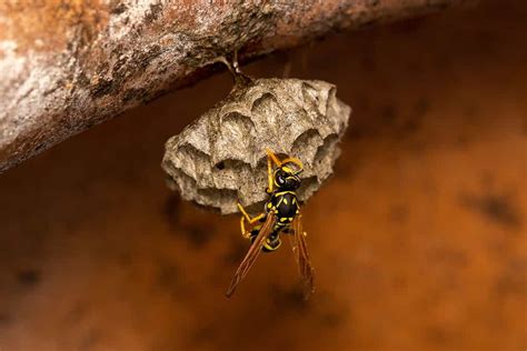 What Do Paper Wasps Eat