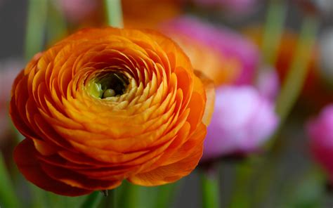 Orange Flower Macro Wallpapers - 1920x1200 - 391286