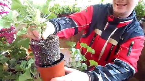 КОРОЛЕВСКАЯ ПЕЛАРГОНИЯ(ГЕРАНЬ) №2 ОБРЕЗКА и УХОД. - YouTube