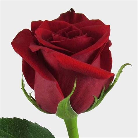 Bulk Roses Online - Wholesale - Blooms By The Box