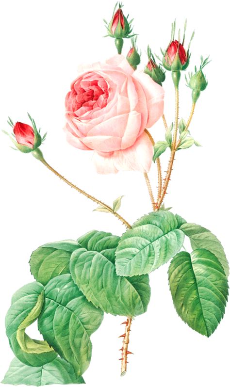 Cabbage Rose Also Known As Rosebush With Lettuce Leaves Rosa