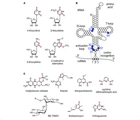 Sulfur Modifications In Trnas And Other Sulfur Containing