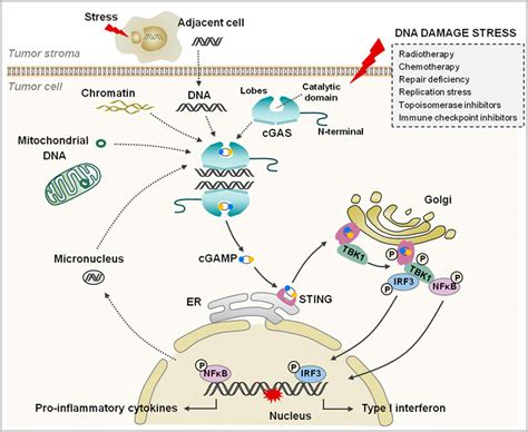 Frontiers DNA Damage And Activation Of CGAS STING Pathway Induce