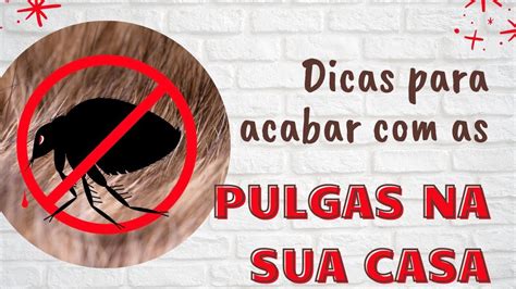 COMO ACABAR AS PULGAS EM CASA METODOS INFALIVEIS Dicas Eficazes