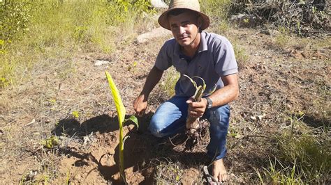 Como Plantar Muda De Bananeira Youtube