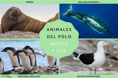 Qué animales viven en el Polo Norte y Sur Listas con nombres y fotos