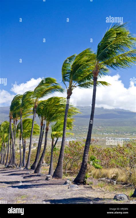 Palm Trees Blowing In The Wind On The Big Island Of Hawaii Hawaii Usa