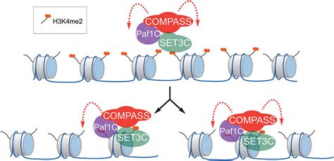 Frontiers Establishment And Inheritance Of Epigenetic Transcriptional