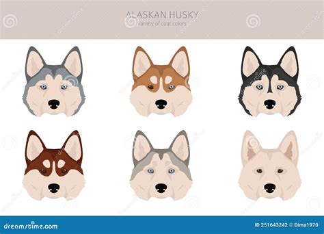 Alaskan Husky Clipart Different Poses Coat Colors Set Stock Vector