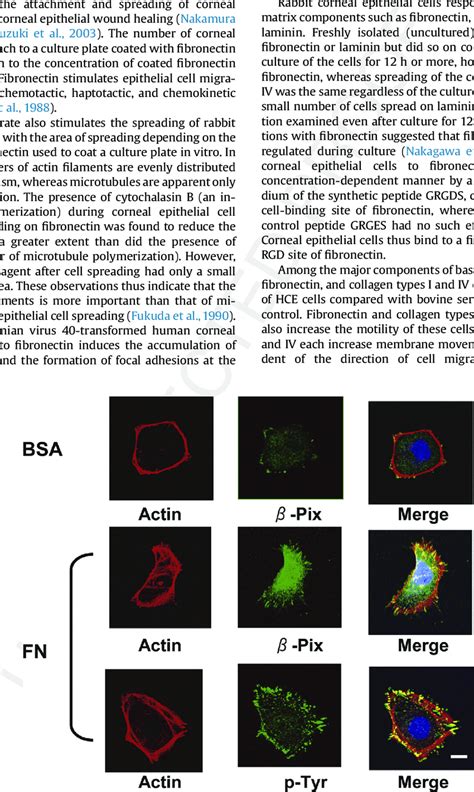 Effects Of Fibronectin On The Distribution Of B Pix And On The Actin