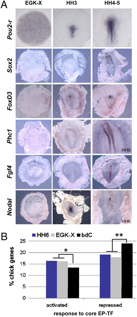 Evolution Of The Mammalian Embryonic Pluripotency Gene Regulatory