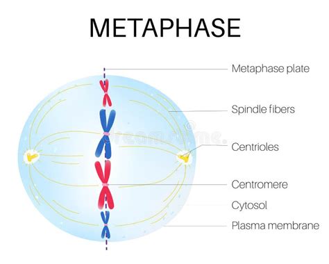 Metaphase. Cell Division. Stage of Mitosis Stock Vector - Illustration of membrane, anaphase ...