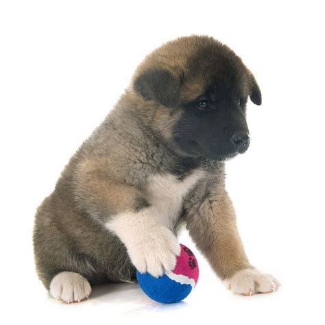 Akita Dog Breed Information, Pictures, Characteristics & Facts - Dogtime | Akita dog, Akita, Dog ...