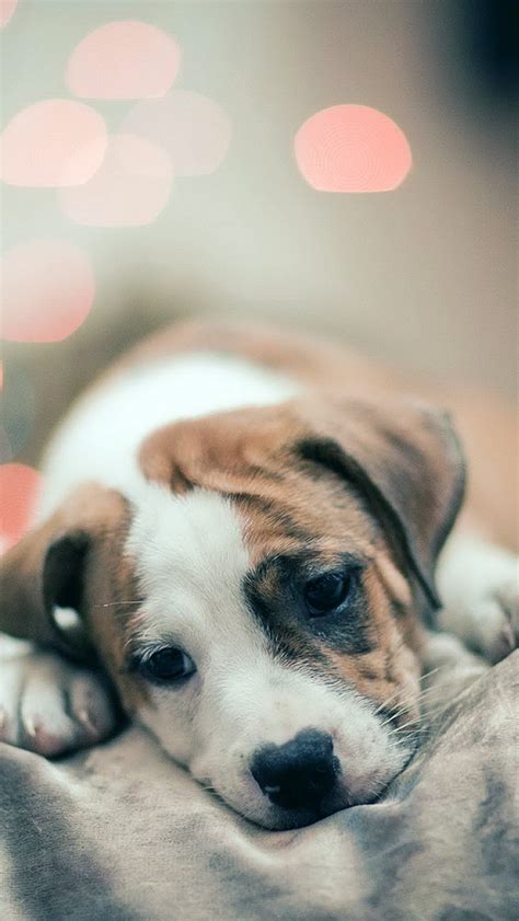 Sad Puppy Dog Bokeh iPhone Wallpapers Free Download