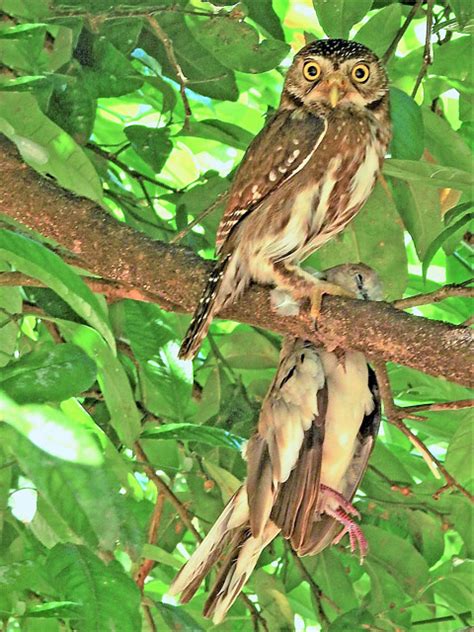 Foto Cabur Glaucidium Brasilianum Por Val Ria Vieira Wiki Aves A