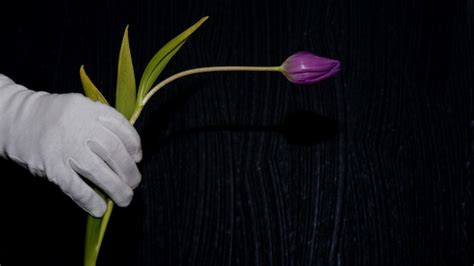 Premium Photo Cropped Hand Holding Tulip At Night