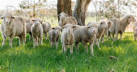 Sheep Sustainability Scorecard Reveals Industry Performance