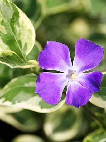 Variegated Vinca Major For Sale | The Tree Center