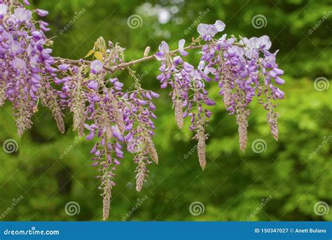 Beautiful Wisteria Sinensis Also Called Chinese Wisteria Stock Image