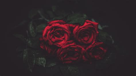 Free Images Flower Garden Roses Red Black Still Life Photography