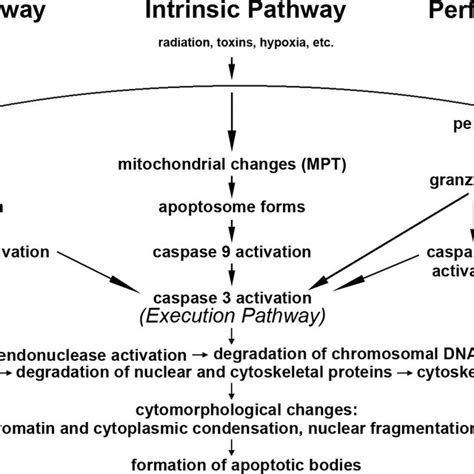 Current Pcd Classifications Apoptosis Autophagy And Paraptosis The