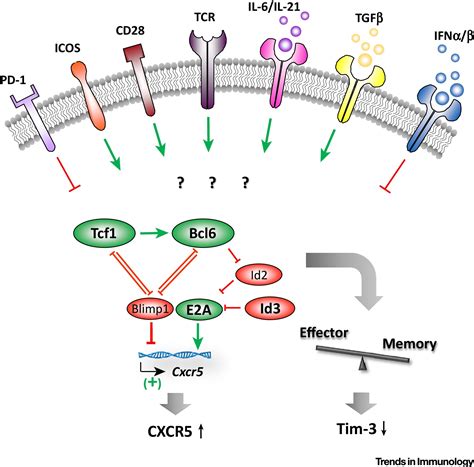 A Portrait Of Cxcr5 Follicular Cytotoxic Cd8 T Cells Trends In Immunology