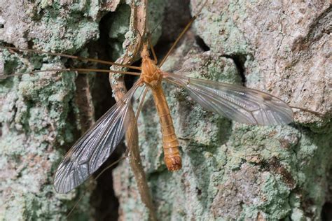 R F Insecta Diptera Tipulidae Tipula Lunatipula