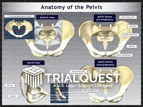 Anatomy Of The Pelvis Trialquest Inc