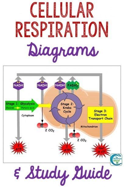 Cellular Respiration Diagrams And Study Guide Cellular Respiration