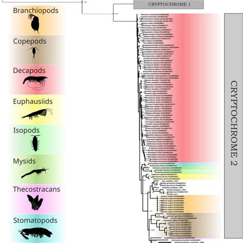 Rooted Phylogenetic Tree Lg R Of Cryptochrome Found Across