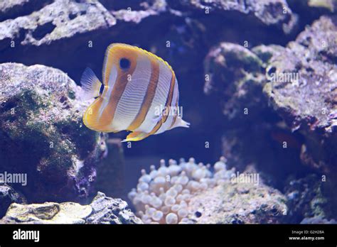 Copper Banded Butterfly Fish In The Sea Stock Photo Alamy