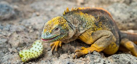 Top 10 Galapagos Land Iguana Facts - A Bright Yellow Iguana