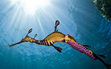 Download Seahorse Animal Leafy Seadragon Hd Wallpaper