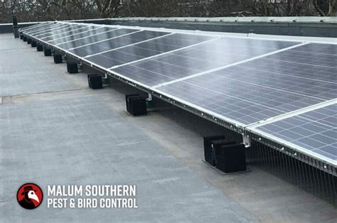 How To Pigeon Proof Your Solar Panels Malum Southern Pest And Bird Control