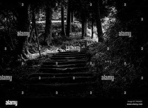 A Worn Path Through The Forest Stock Photo Alamy