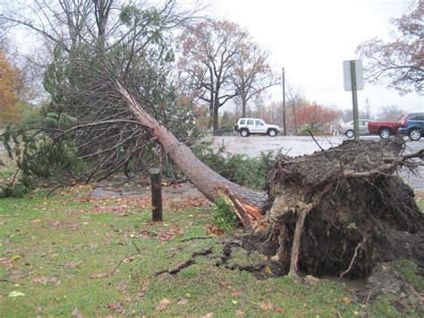 Saturated Soil Can Cause Uprooting - Houston Tree Surgeons