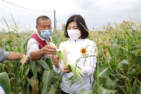 五月異常氣候致食用玉米災損 雲縣成功爭取全縣列入災害現金救助