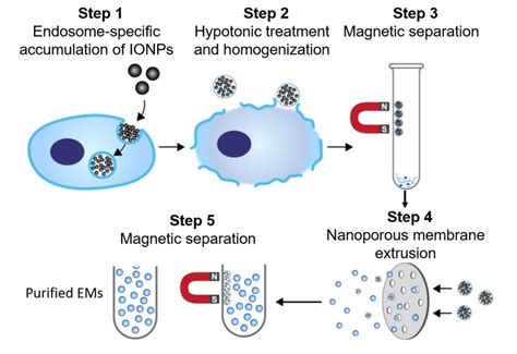 Exosomes Loading Drugs By Extrusion Creative Biostructure