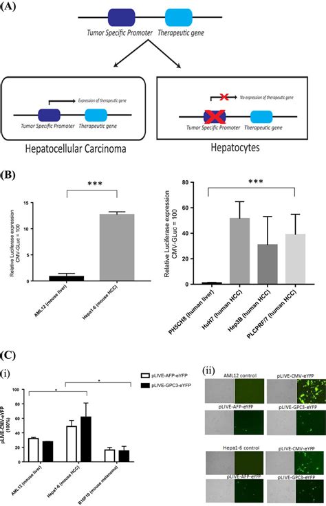 Hcc Specific Gene Delivery By Gpc3 And Afp Promoters A Panel Of Cell